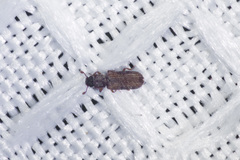 Colydiinae
