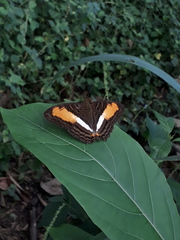 Adelpha plesaure