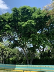 Enterolobium cyclocarpum