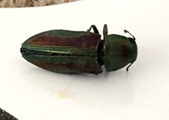 Chrysophana placida