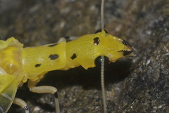 Chloronia mirifica