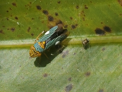 Oncometopia nigricans