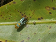 Oncometopia nigricans