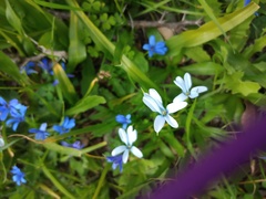 Tecophilaea violiflora