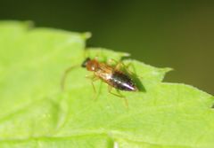 Anthophagus angusticollis