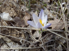 Crocus tauricus