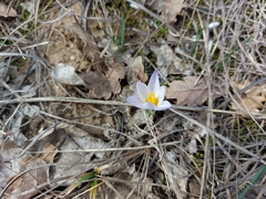 Crocus tauricus