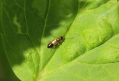 Anthophagus angusticollis