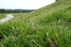 Zoysia