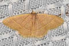 Chlorochlamys appellaria