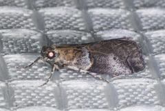 Acrobasis caliginella