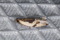 Ancylis simuloides