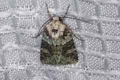 Lacinipolia strigicollis