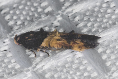 Walshia miscecolorella