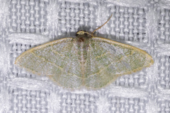 Chlorochlamys appellaria