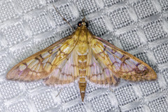 Mimorista subcostalis
