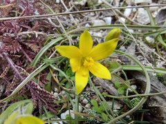 Gagea granatellii