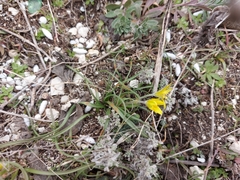 Gagea granatellii