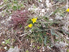 Gagea granatellii