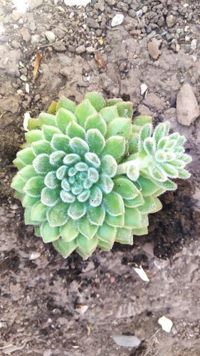 Foto de Echeveria peluda