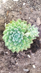 Echeveria setosa