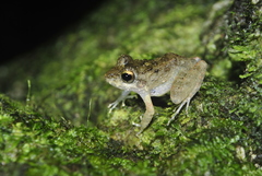 Craugastor aurilegulus