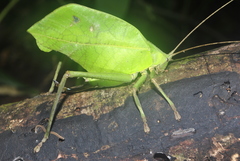 Anommatoptera