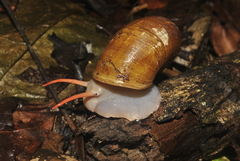 Neocyclotidae