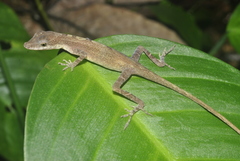 Anolis zeus