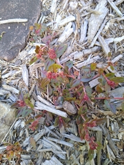 Euphorbia hirta image