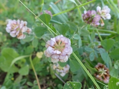 Trifolium grandiflorum