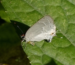 Ostrinotes keila