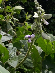 Pueraria