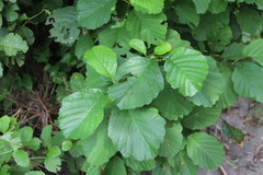 Alnus glutinosa barbata
