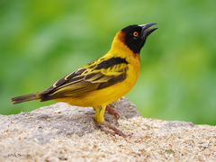 Ploceus cucullatus bohndorffi