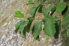 Alnus glutinosa barbata