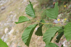 Alnus glutinosa barbata