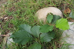 Alnus glutinosa barbata
