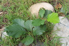 Alnus glutinosa barbata