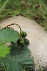 Alnus glutinosa barbata