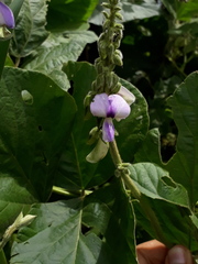 Pueraria