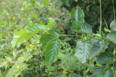 Alnus glutinosa barbata