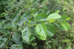 Alnus glutinosa barbata