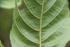 Alnus glutinosa barbata
