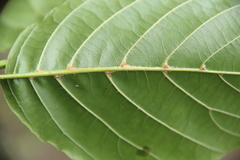 Alnus glutinosa barbata