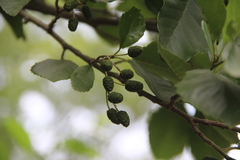 Alnus glutinosa barbata