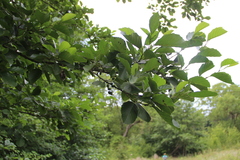 Alnus glutinosa barbata