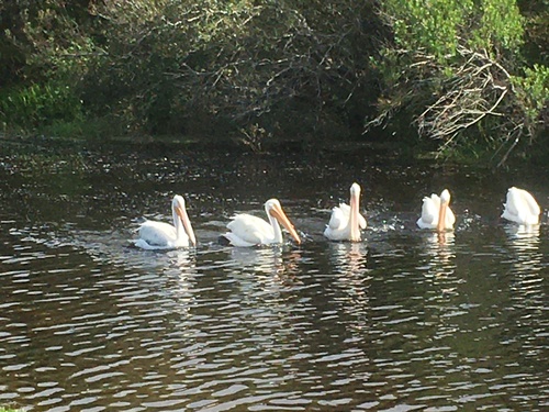 American White Pelican photographed in Florida