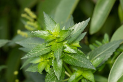 Mercurialis