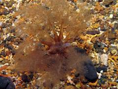 Neopentadactyla mixta